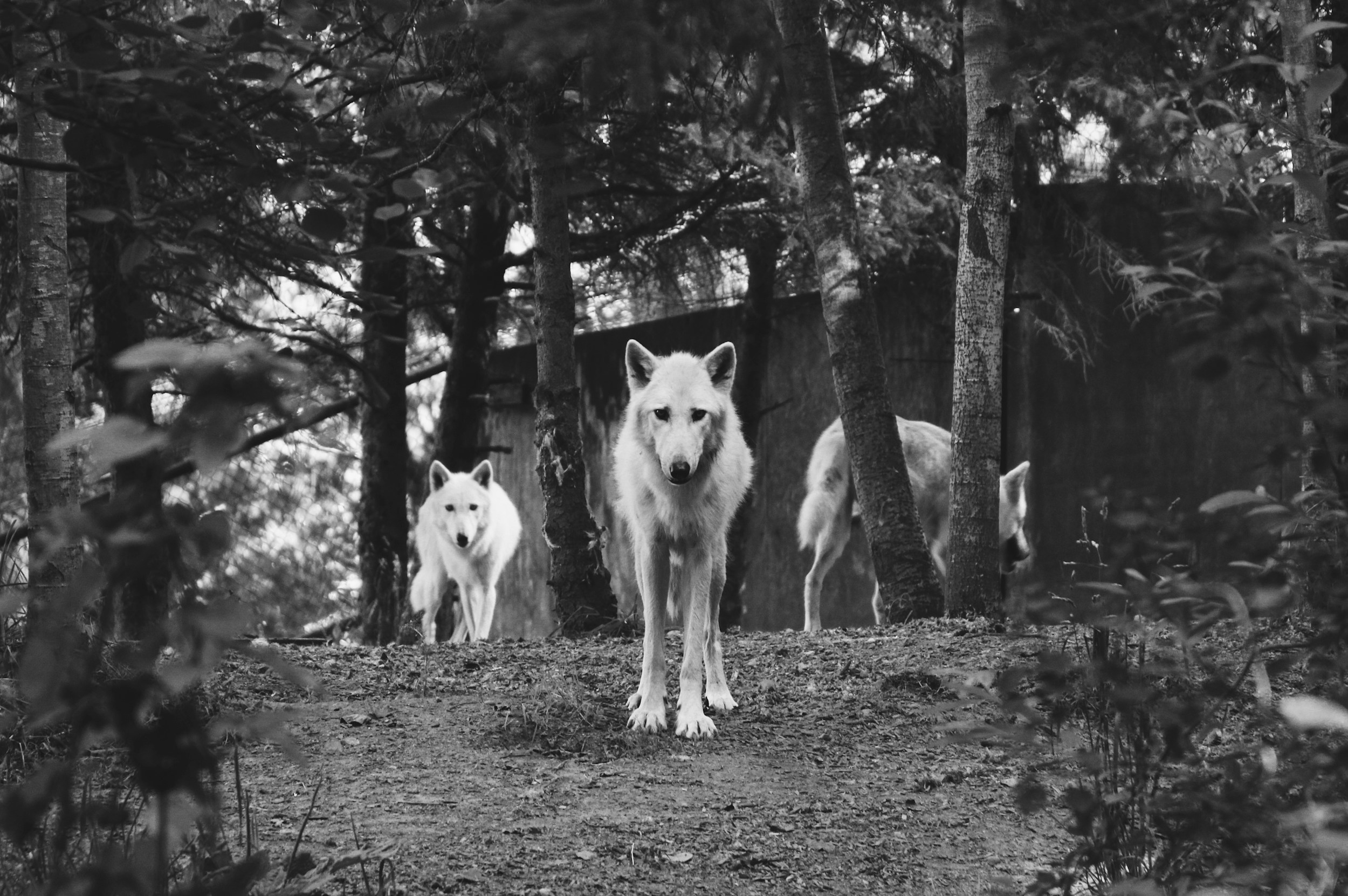 Wolf pack background
