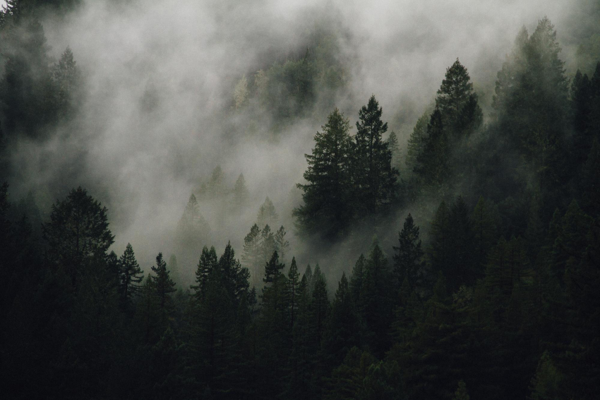 Forest background